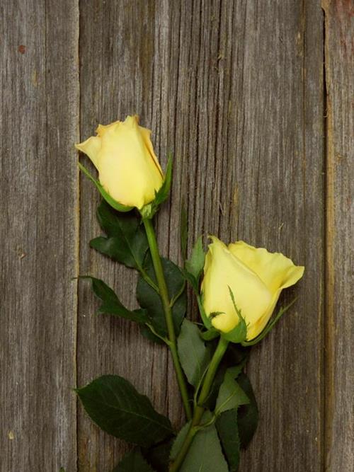 SKYLINE  YELLOW ROSES